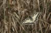 vidlochvost_feniklovy-Papilio_machaon.jpg