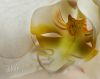 phalaenopsis~0.jpg